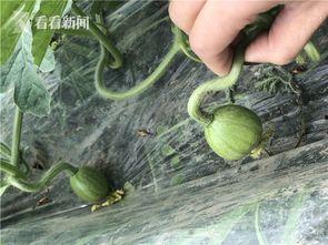 网红吃瓜网站颜色,色彩斑斓的娱乐圈揭秘