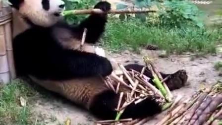 熊猫在线观看,云端观赏国宝风采