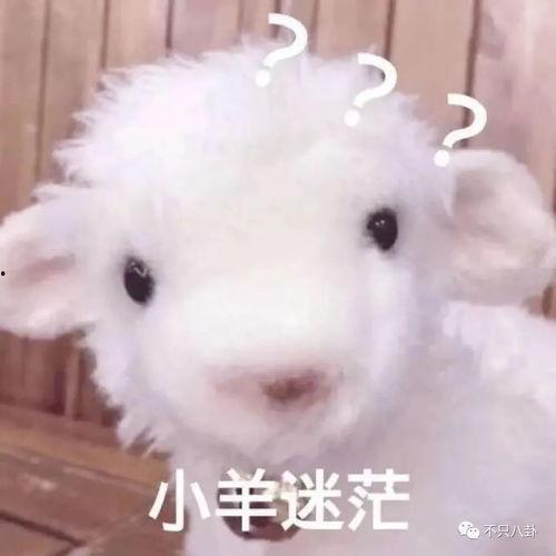 小羊出轨爆料视频播放,小羊背叛真相大揭秘