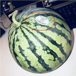 吃瓜网红排行,揭秘网络红人的崛起之路