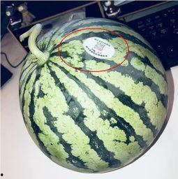 网红群吃瓜最新,揭秘娱乐圈最新热点事件