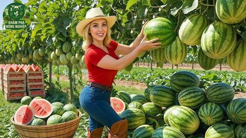 解密在线观看 西瓜,西瓜视频独家呈现，揭秘神秘世界