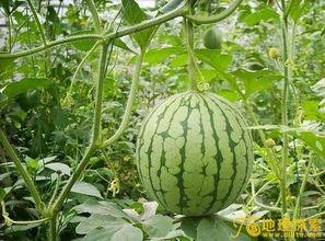 解密在线观看 西瓜,西瓜视频独家呈现，揭秘神秘世界