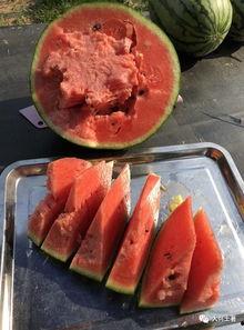 各网红吃瓜网站,揭秘娱乐圈最新热点事件