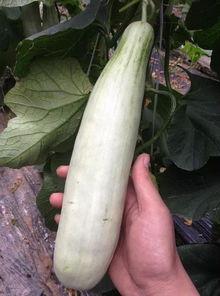 各网红吃瓜网站,揭秘娱乐圈最新热点事件